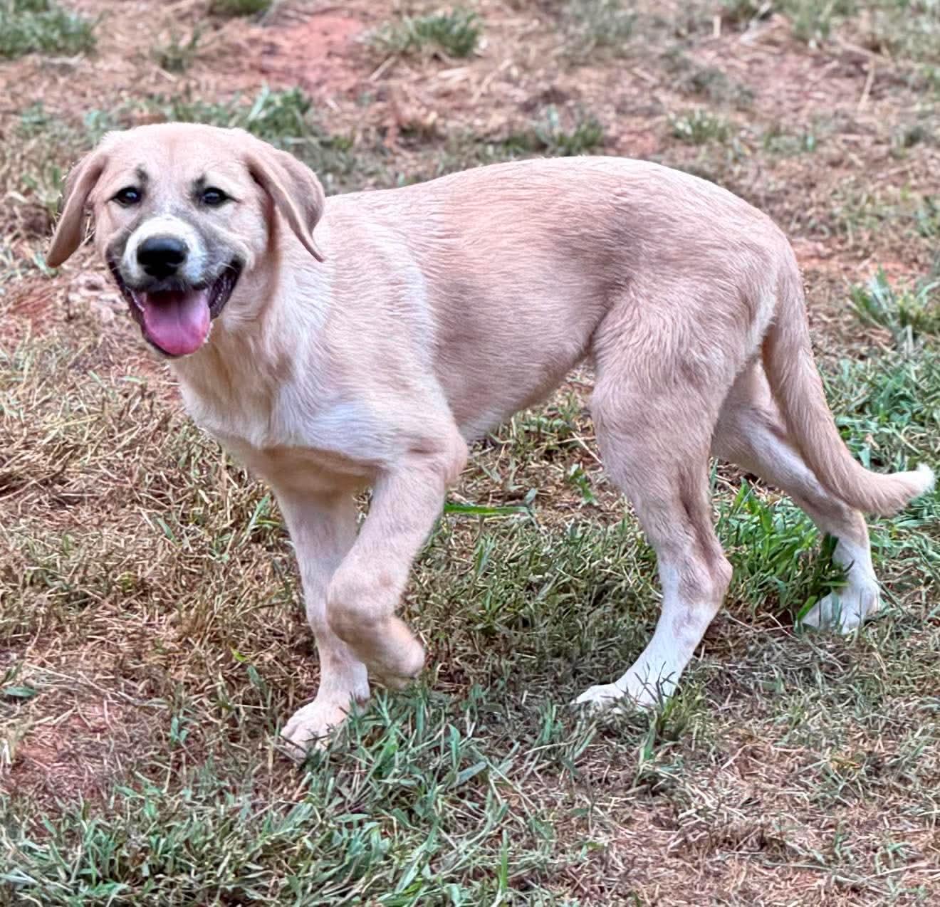 Enlarge Laurant, a Adoptable mixed breed in New Baltimore, MI image 3/4
