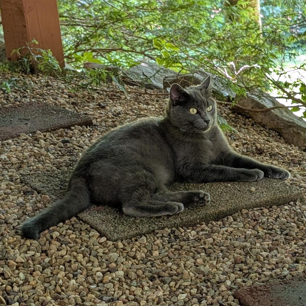 Enlarge Gabby, a Adoptable Russian Blue in Bristol, TN image 3/4