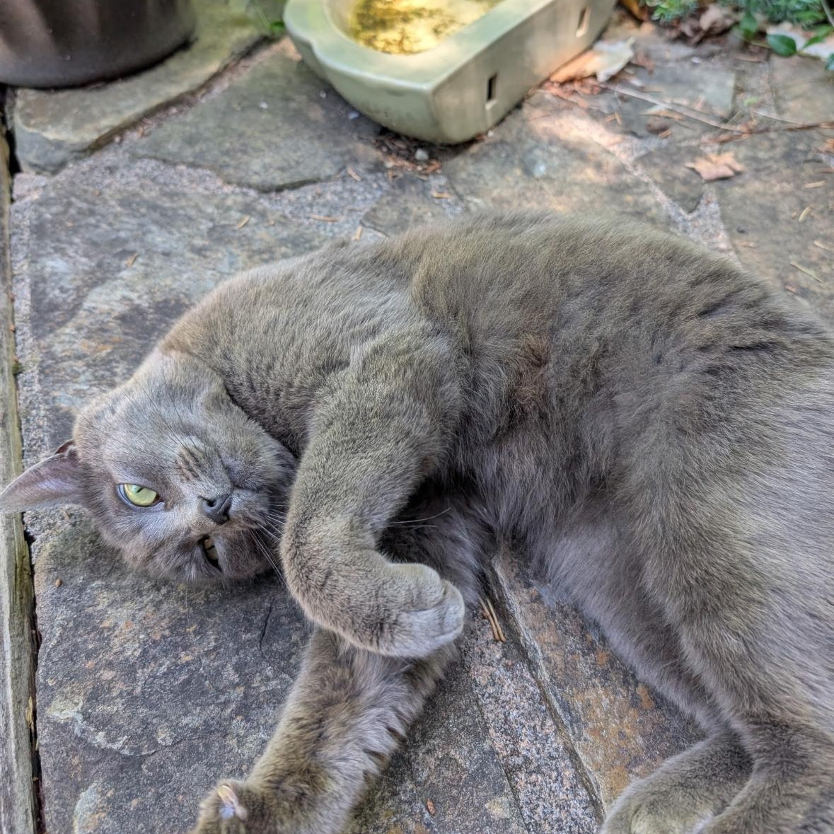 Enlarge Gabby, a Adoptable Russian Blue in Bristol, TN image 4/4