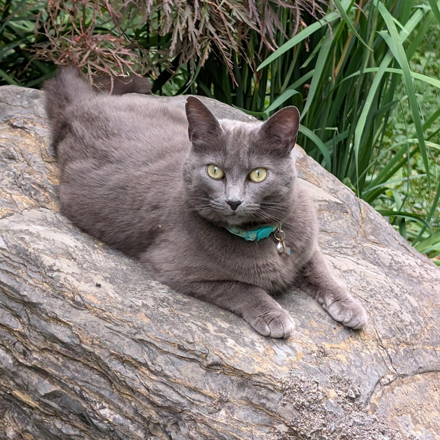 Gabby, Adoptable, Young Female Russian Blue.