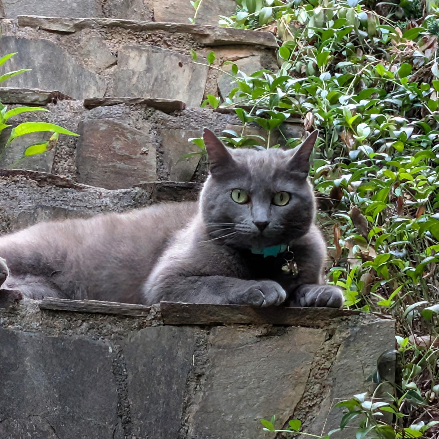 Enlarge Gabby, a Adoptable Russian Blue in Bristol, TN image 2/4