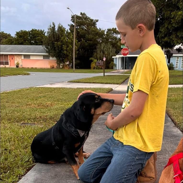 Enlarge Dixie, a Adoptable mixed breed in Palm Bay, FL image 5/5