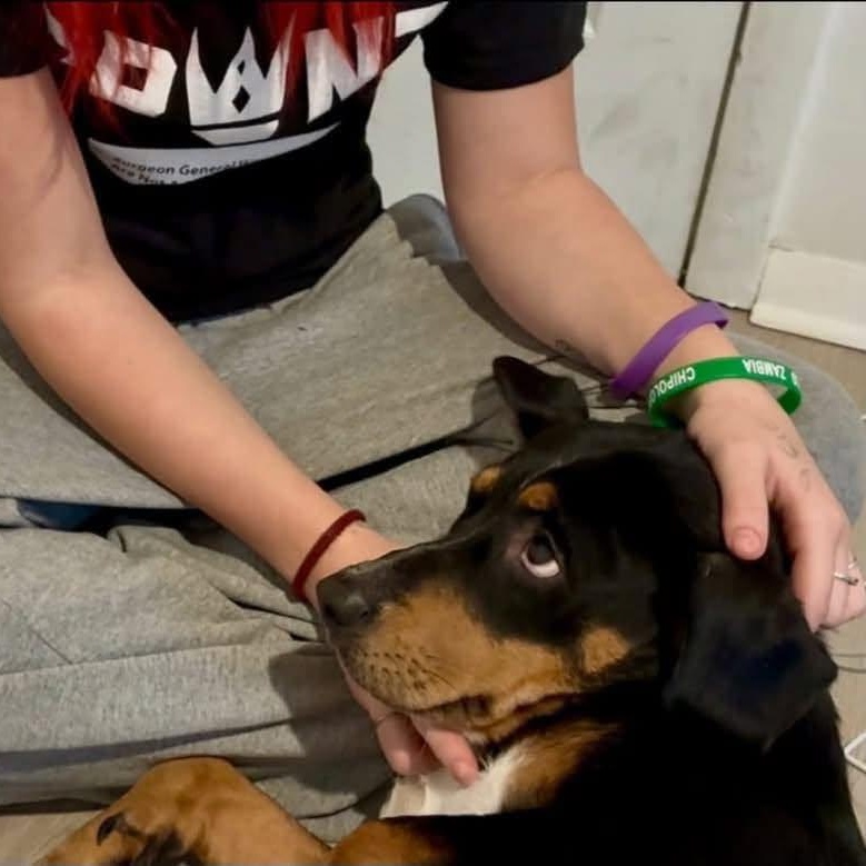 Enlarge Dixie, a Adoptable mixed breed in Palm Bay, FL image 3/5
