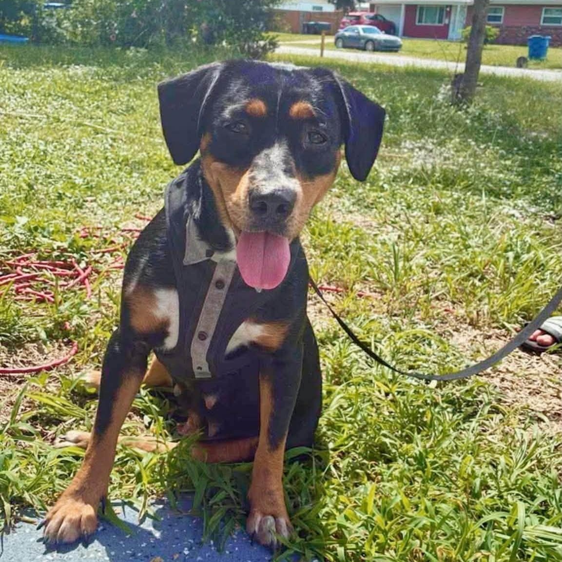 Dixie, Adoptable, Adult Female Beagle & Black and Tan Coonhound.