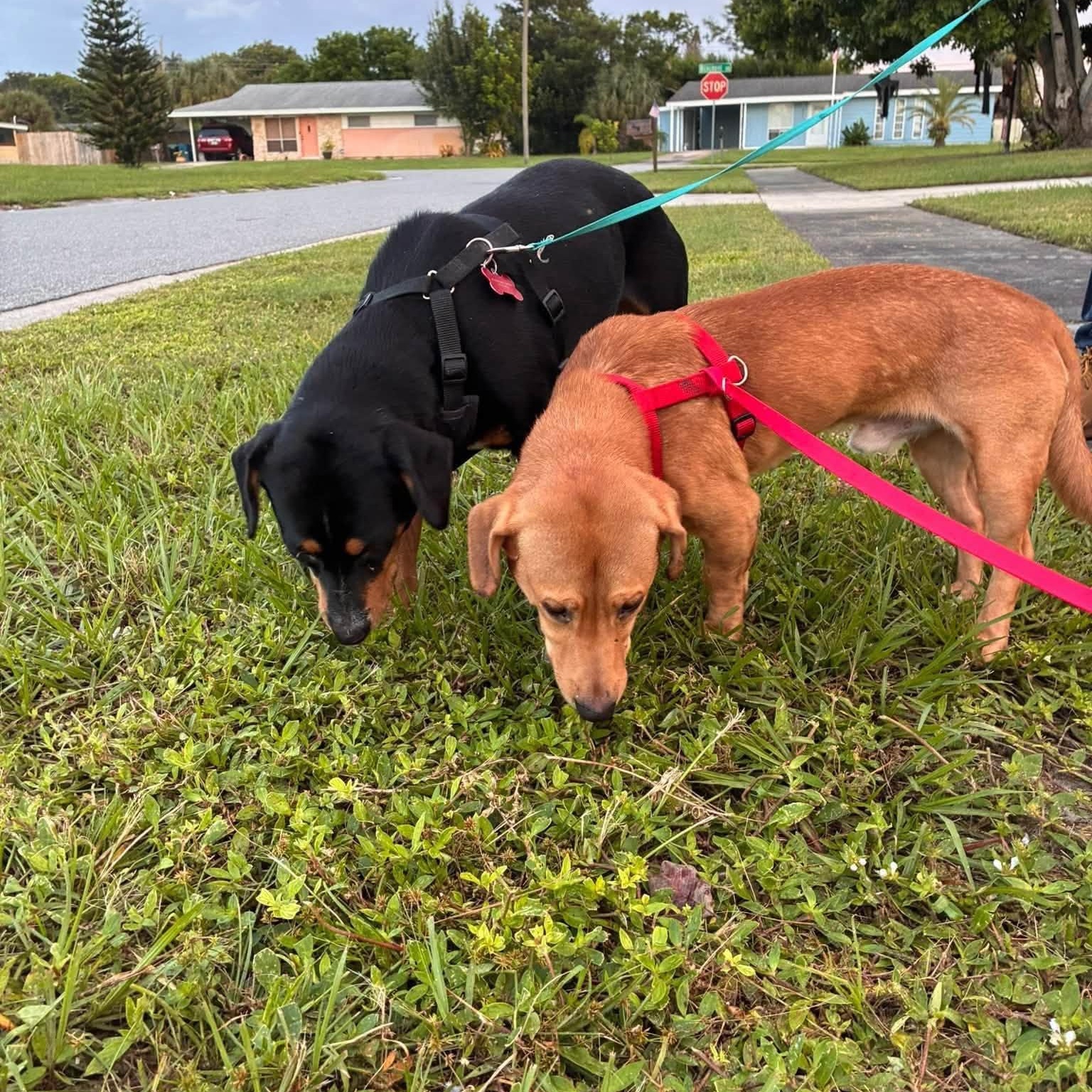 Enlarge Dixie, a Adoptable mixed breed in Palm Bay, FL image 4/5