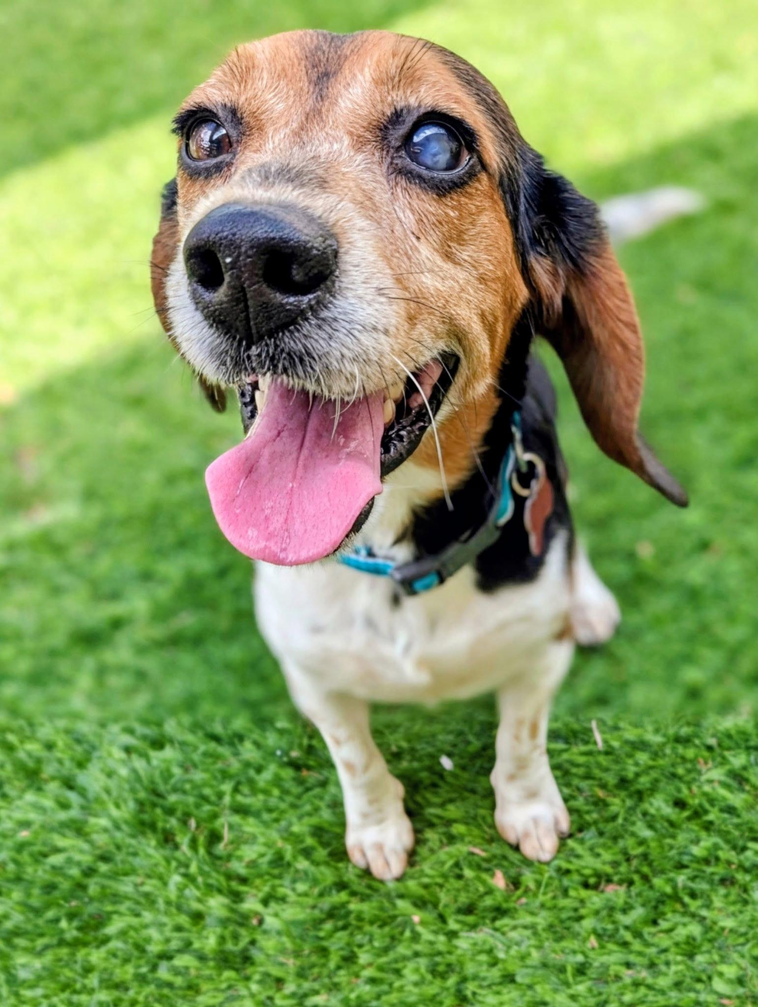 Enlarge Thelma III, a Adopted Beagle in Tampa, FL image 1/3