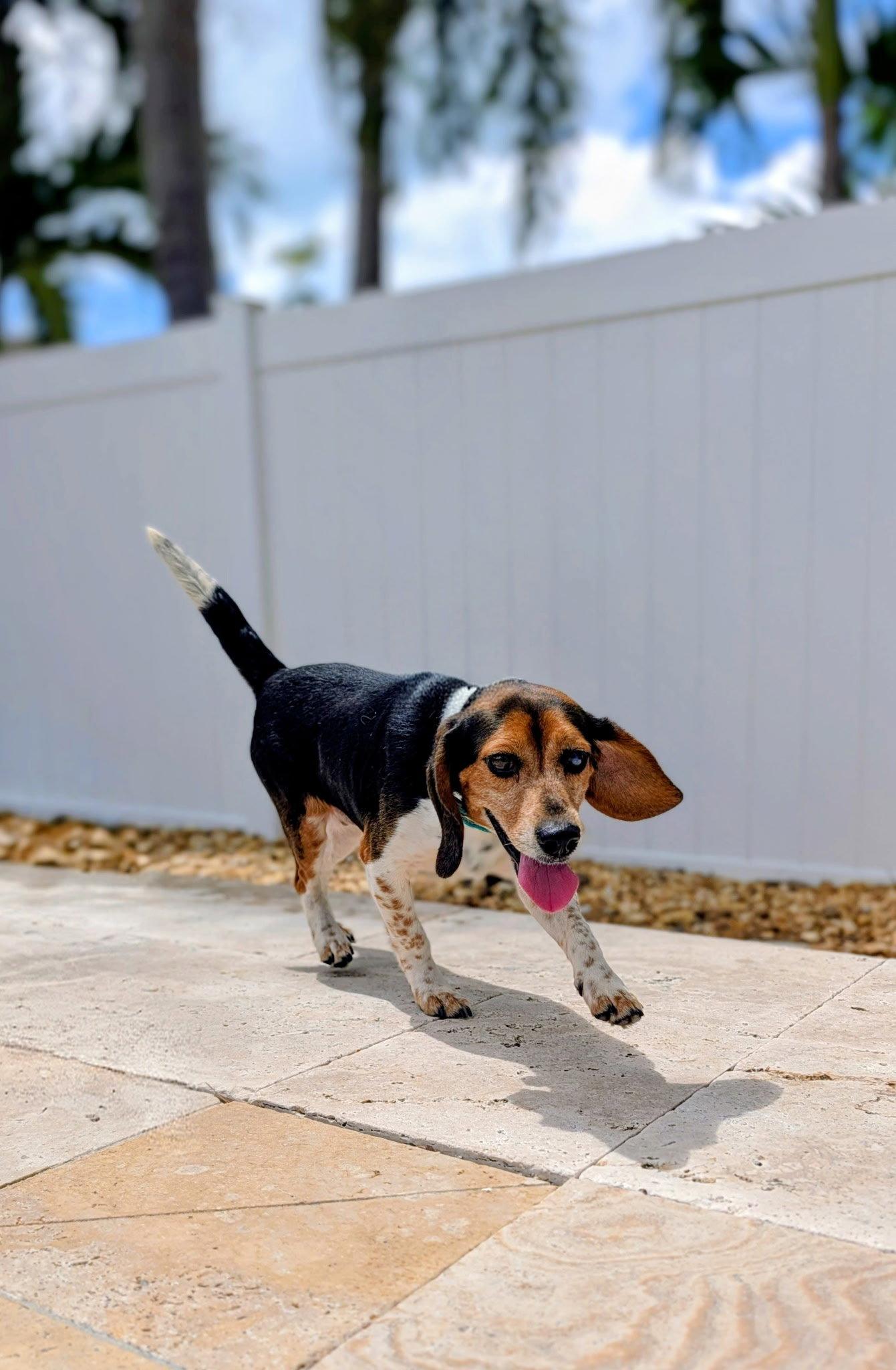 Enlarge Thelma III, a Adopted Beagle in Tampa, FL image 3/3