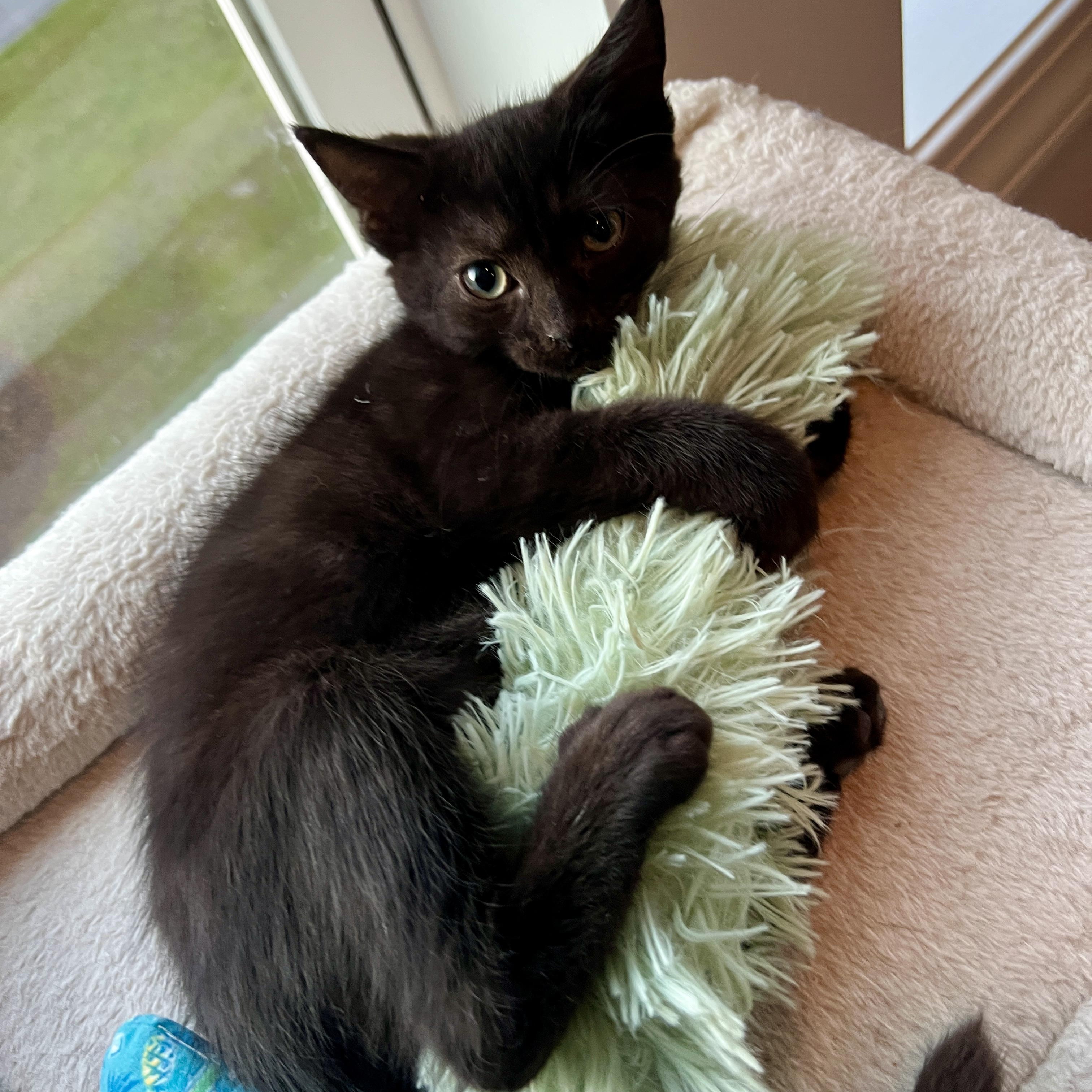 Enlarge Birdie, a Adoptable Domestic Medium Hair in New Bern, NC image 2/6