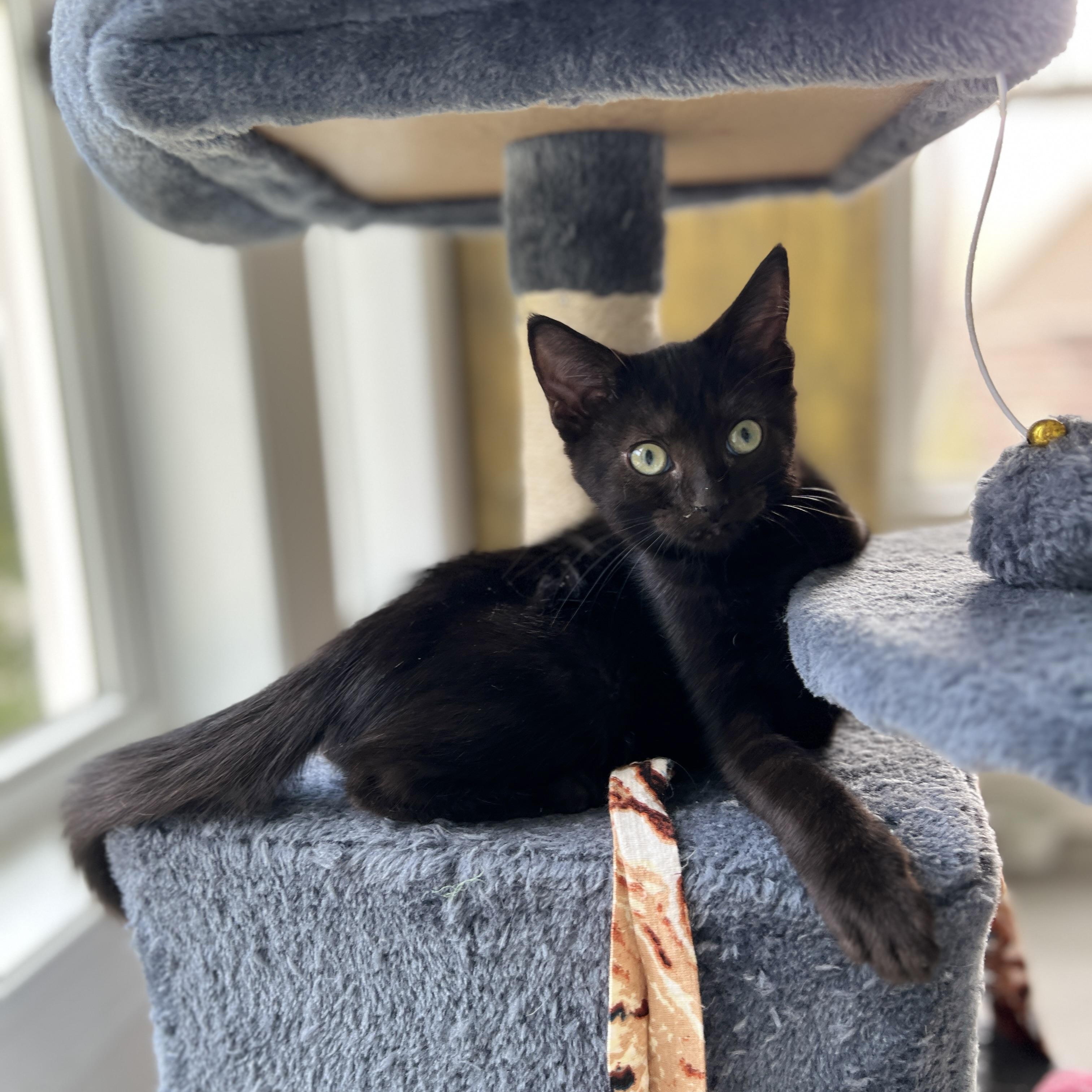 Enlarge Birdie, a Adoptable Domestic Medium Hair in New Bern, NC image 6/6