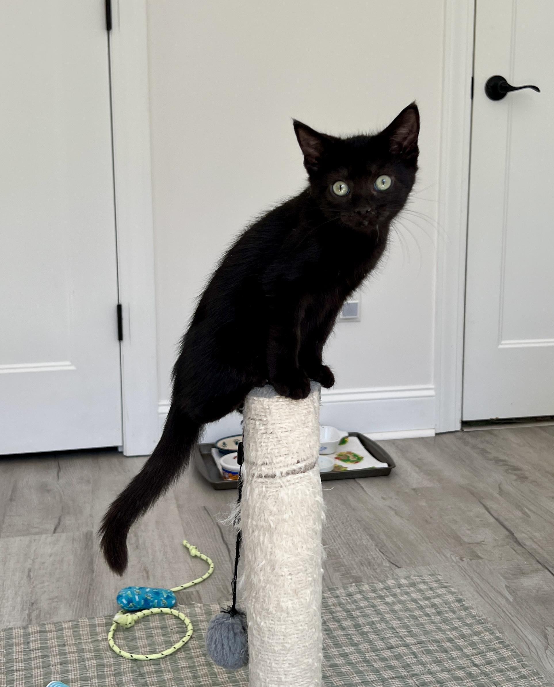 Enlarge Birdie, a Adoptable Domestic Medium Hair in New Bern, NC image 4/6