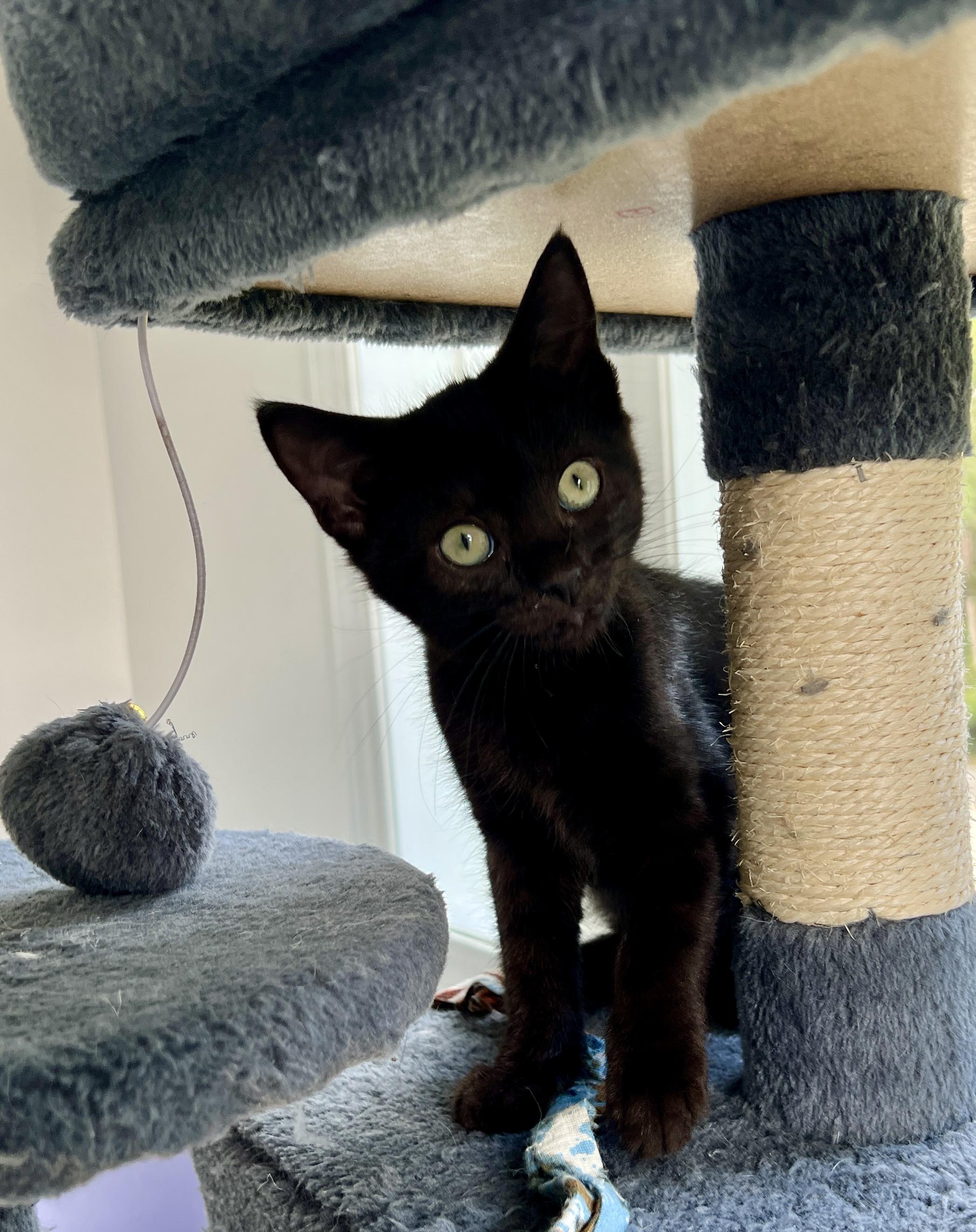 Enlarge Birdie, a Adoptable Domestic Medium Hair in New Bern, NC image 3/6