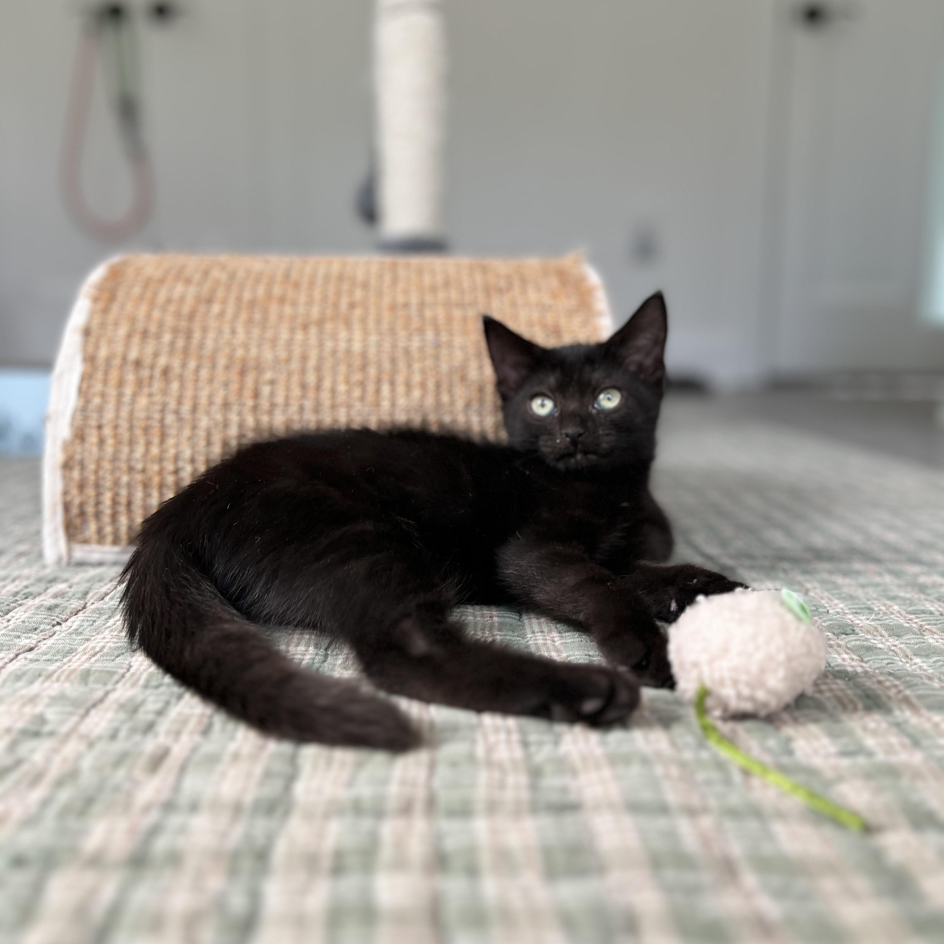 Enlarge Birdie, a Adoptable Domestic Medium Hair in New Bern, NC image 5/6