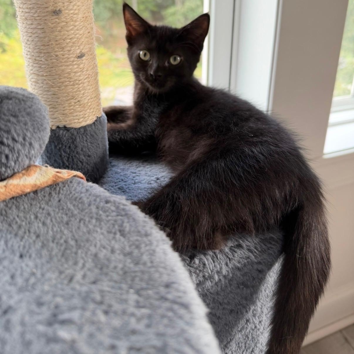 Enlarge Birdie, a Adoptable Domestic Medium Hair in New Bern, NC image 1/6