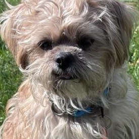 Enlarge Cooper, a Adoptable mixed breed in Scarborough, ON image 1/6