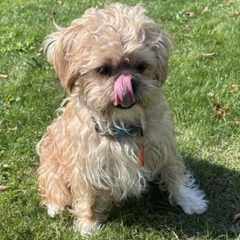 Enlarge Cooper, a Adoptable mixed breed in Scarborough, ON image 4/6