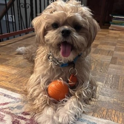 Enlarge Cooper, a Adoptable mixed breed in Scarborough, ON image 6/6