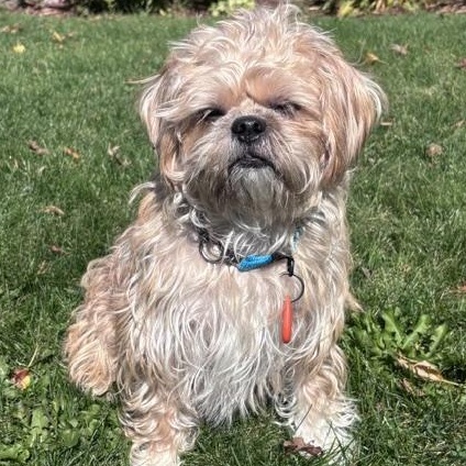 Enlarge Cooper, a Adoptable mixed breed in Scarborough, ON image 2/6