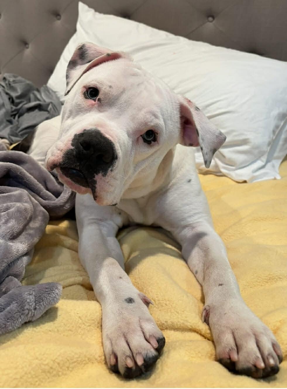 Tucker, Adoptable, Young Male American Staffordshire Terrier.