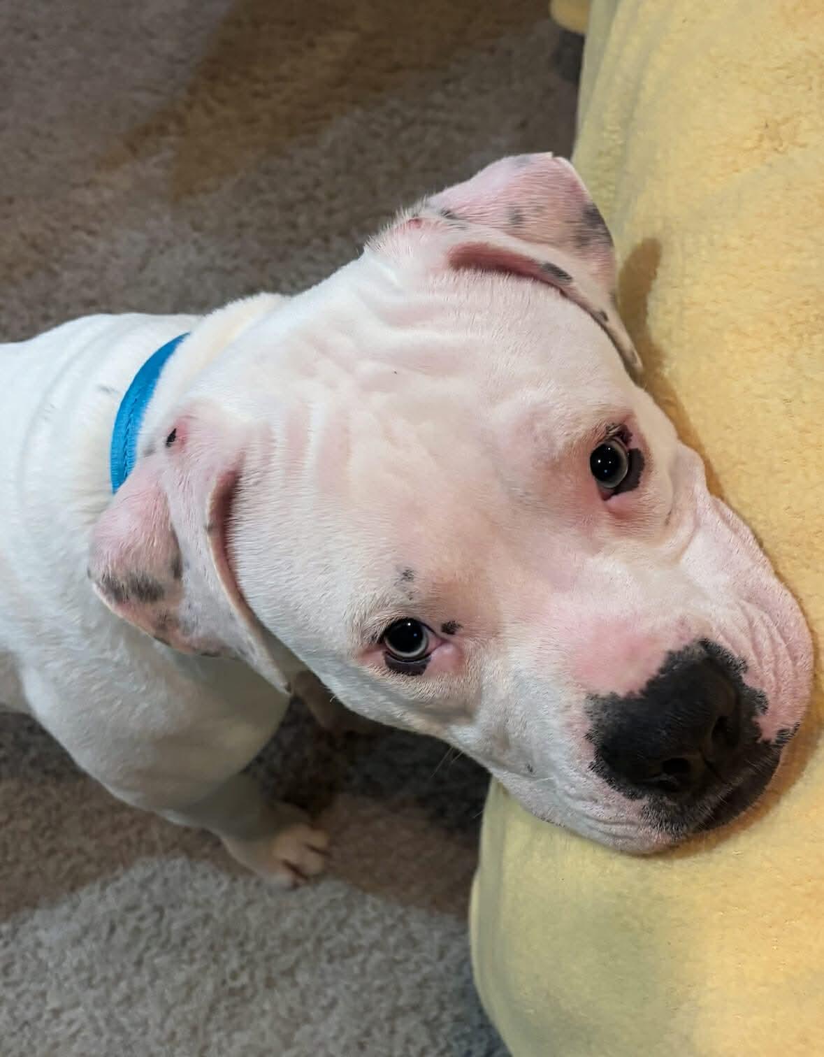 Enlarge Tucker, a Adoptable mixed breed in Pleasant Ridge, MI image 4/4