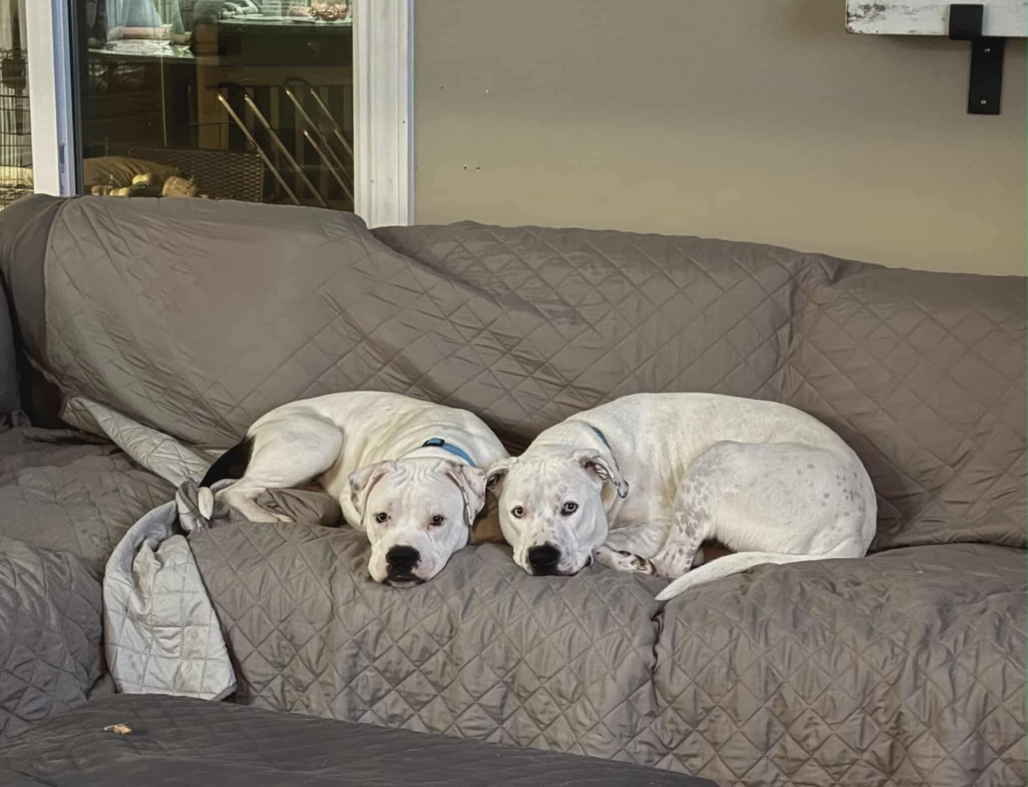 Enlarge Tucker, a Adoptable mixed breed in Pleasant Ridge, MI image 3/4