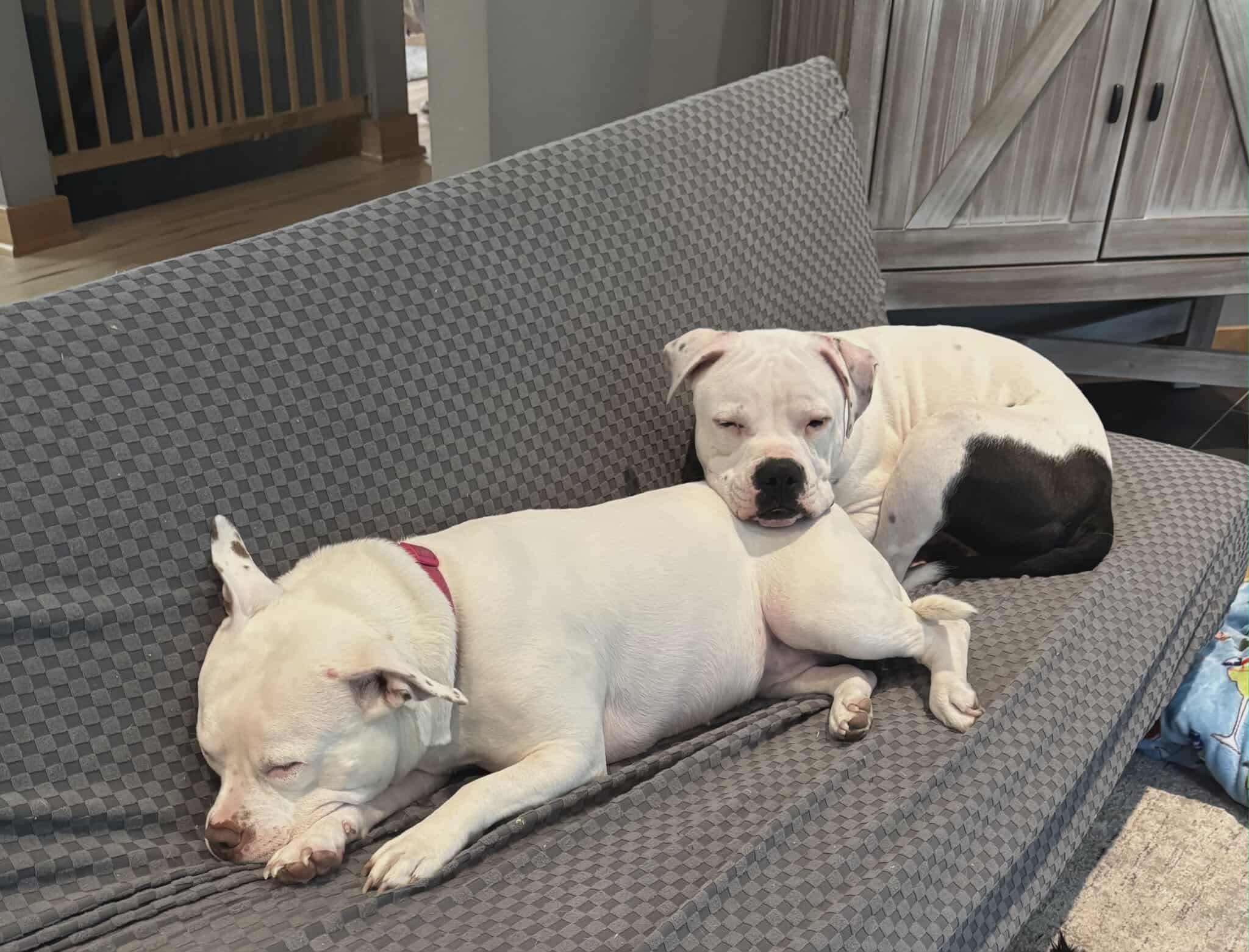 Enlarge Tucker, a Adoptable mixed breed in Pleasant Ridge, MI image 2/4