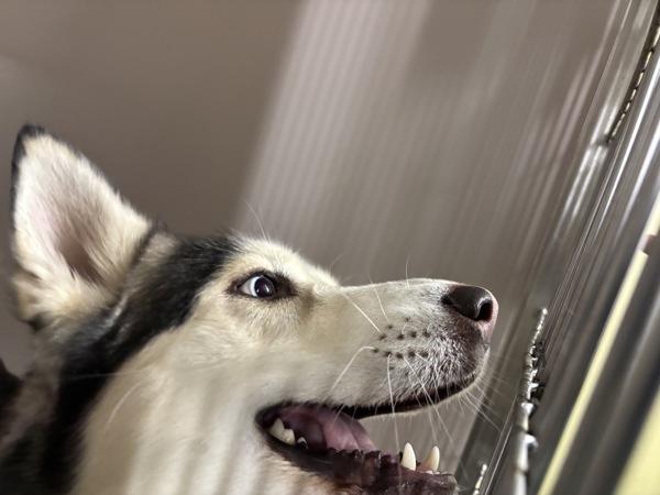 Atlas — thumbnail 2