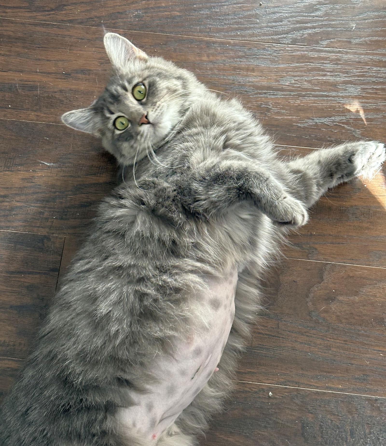 Rizzo, Adoptable, Adult Female Domestic Short Hair.