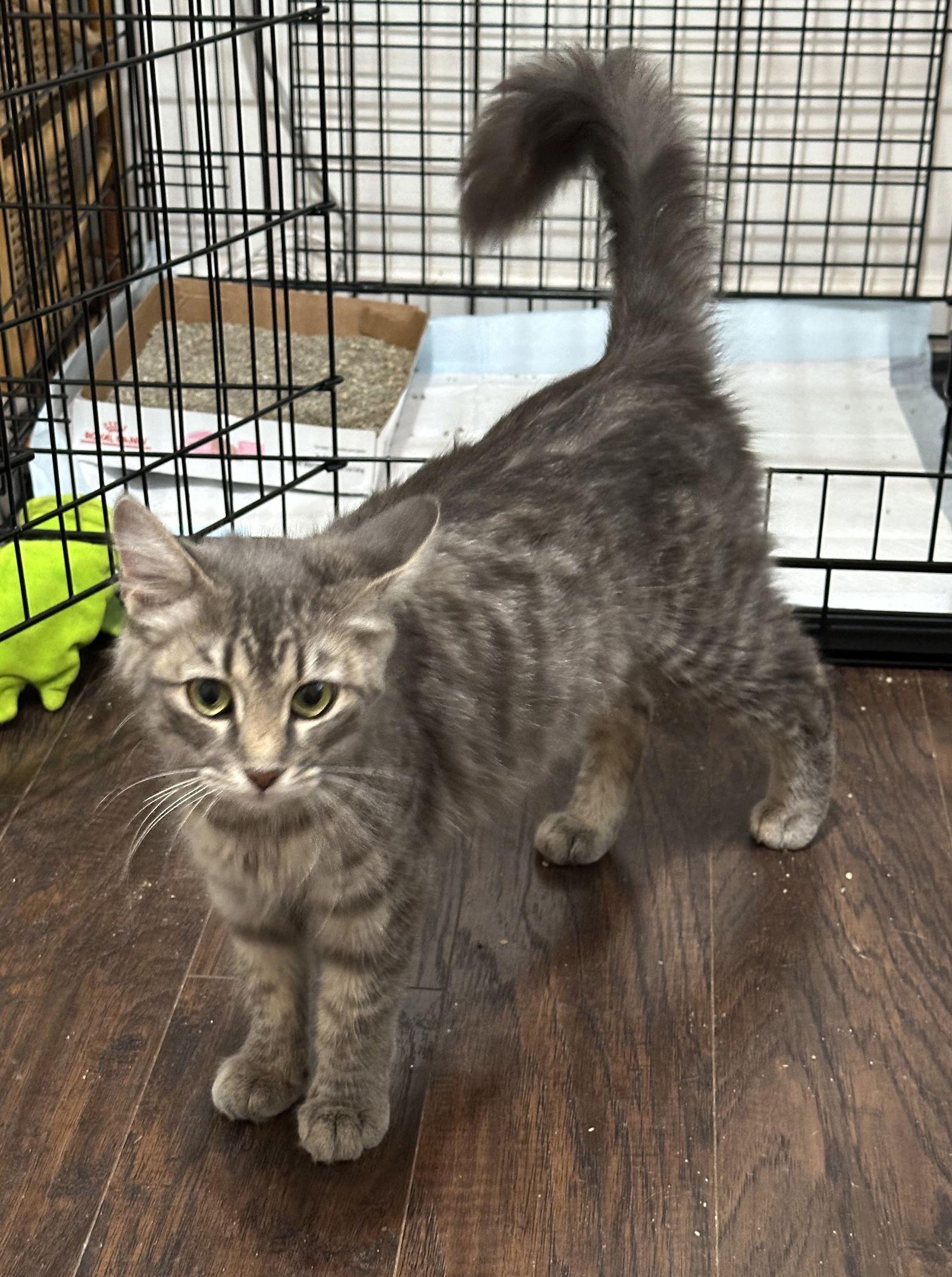 Rizzo, a Adoptable Domestic Short Hair in Shawnee, KS image 2/3