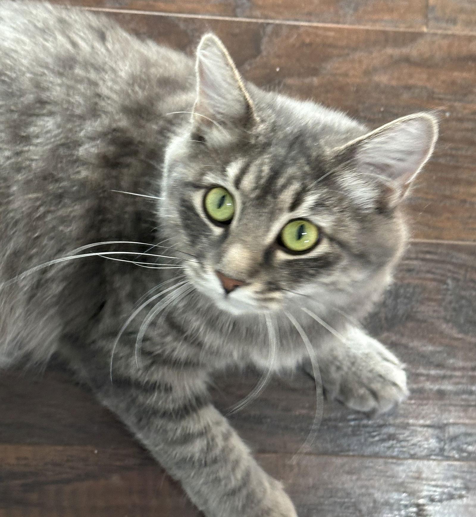Rizzo, a Adoptable Domestic Short Hair in Shawnee, KS image 3/3