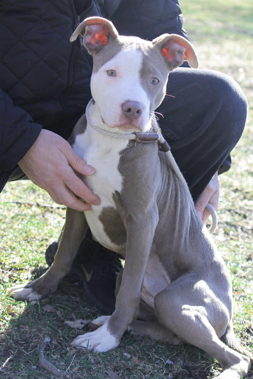 Enlarge SCARLETT, an adopted Mixed Breed in Wyandotte, MI image 2/4