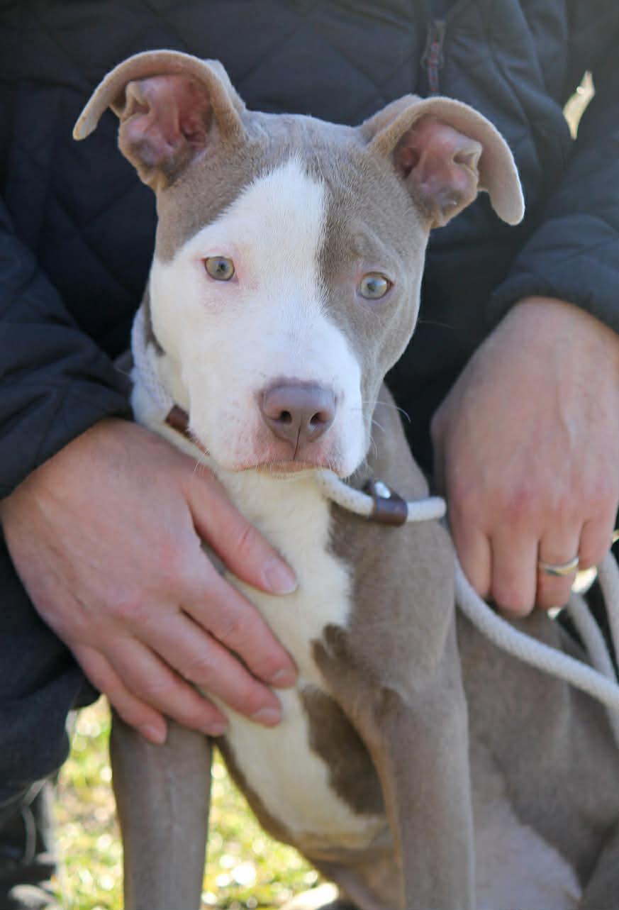 Enlarge SCARLETT, an adopted Mixed Breed in Wyandotte, MI image 3/4