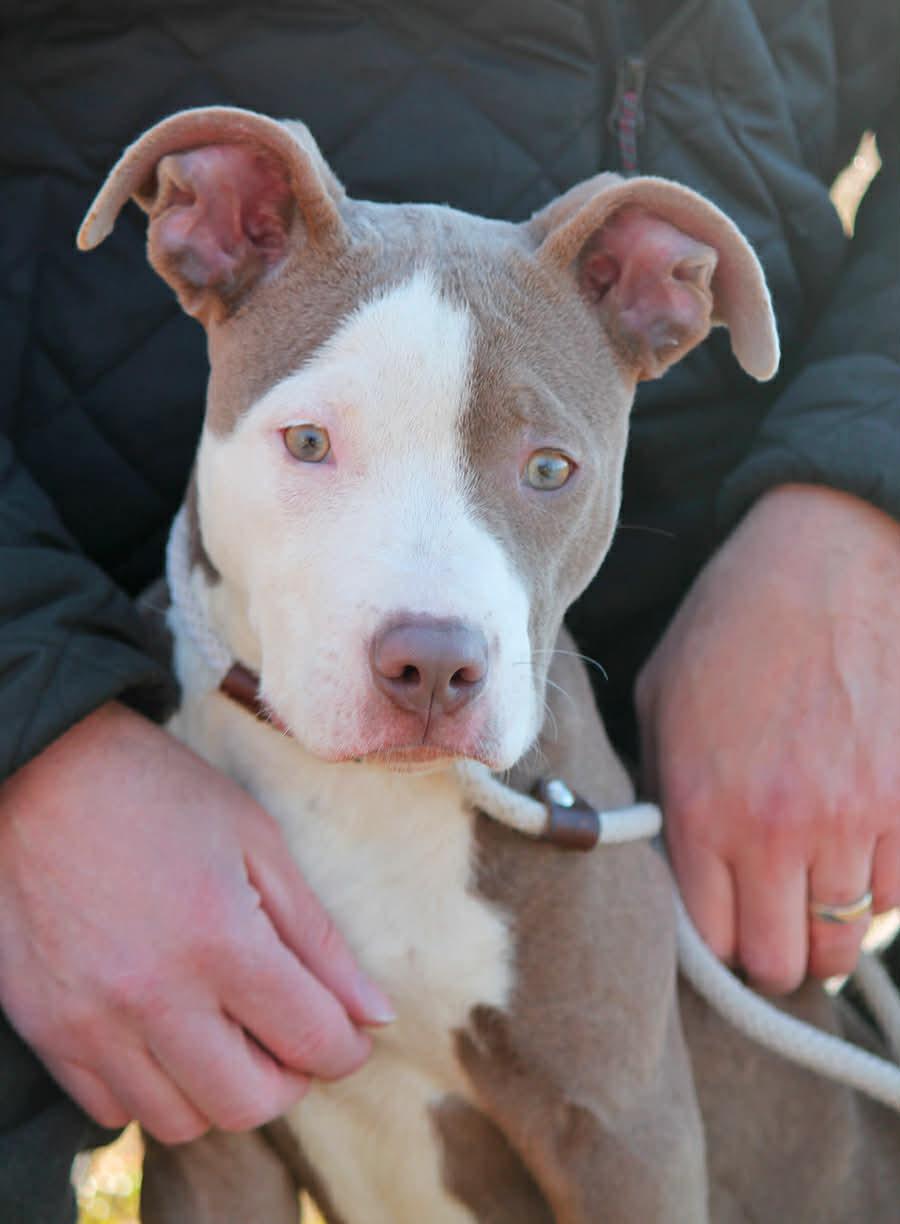 Enlarge SCARLETT, an adopted Mixed Breed in Wyandotte, MI image 1/4