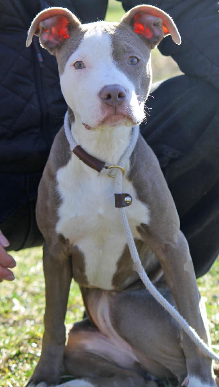 Enlarge SCARLETT, an adopted Mixed Breed in Wyandotte, MI image 4/4