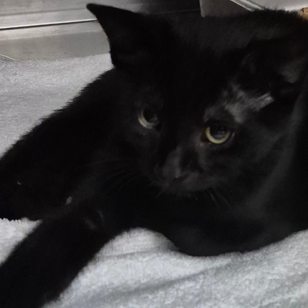 Aspen, Adoptable, Young Male Domestic Short Hair.