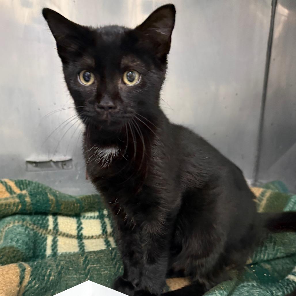 Enlarge Aspen, a Adoptable Domestic Short Hair in Troy, VA image 2/2