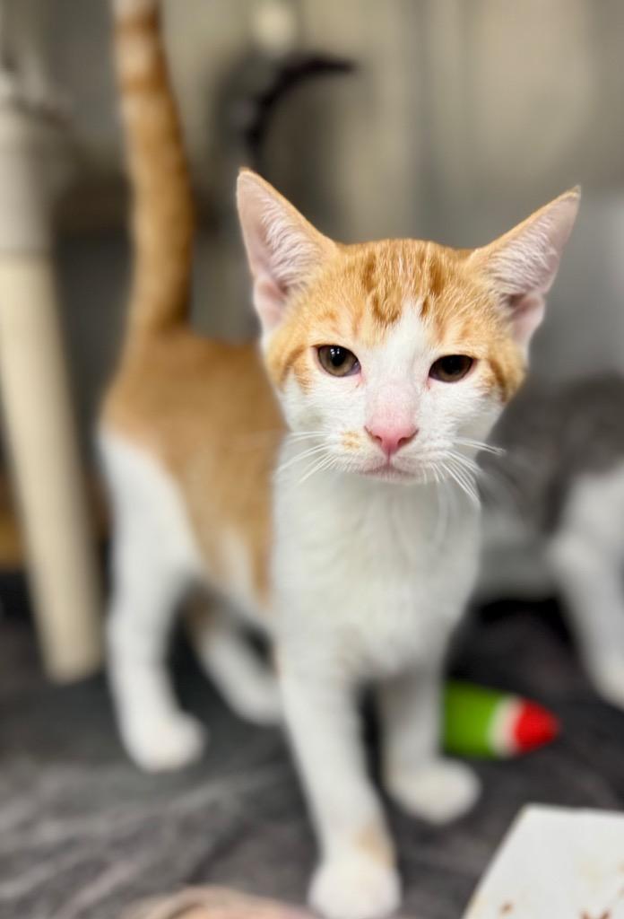 Scrubber, Adoptable, Kitten Male Domestic Short Hair.