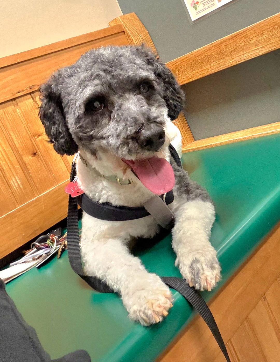 Oreo Kisses thumbnail 2