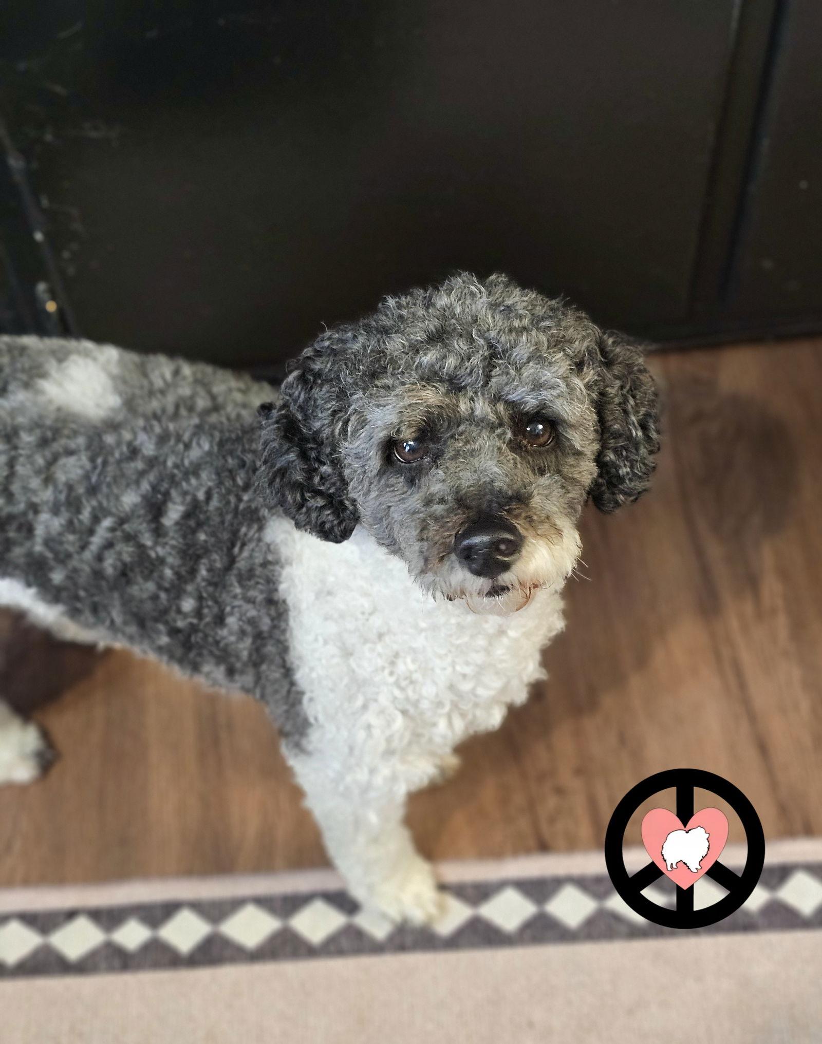 Enlarge Oreo Kisses, a Adoptable Poodle in Lebanon, PA image 2/3