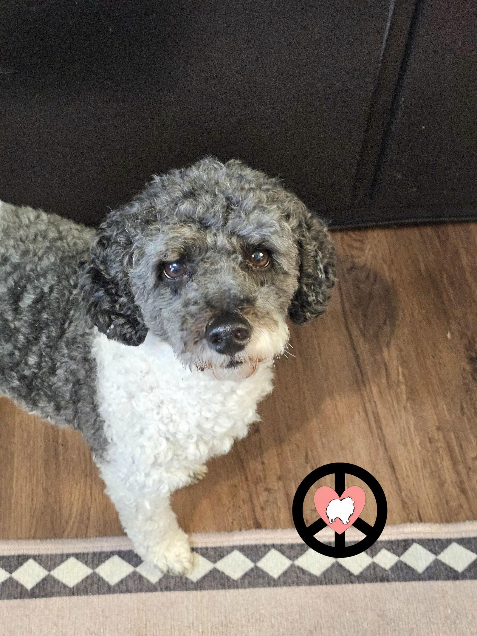 Enlarge Oreo Kisses, a Adoptable Poodle in Lebanon, PA image 3/3