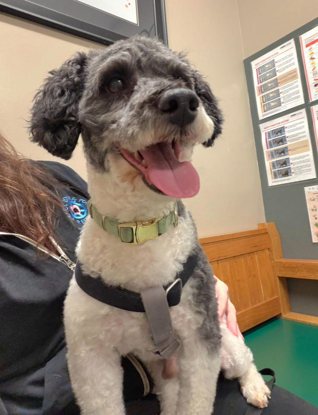 Enlarge Oreo Kisses, a Adoptable Poodle in Lebanon, PA image 3/3