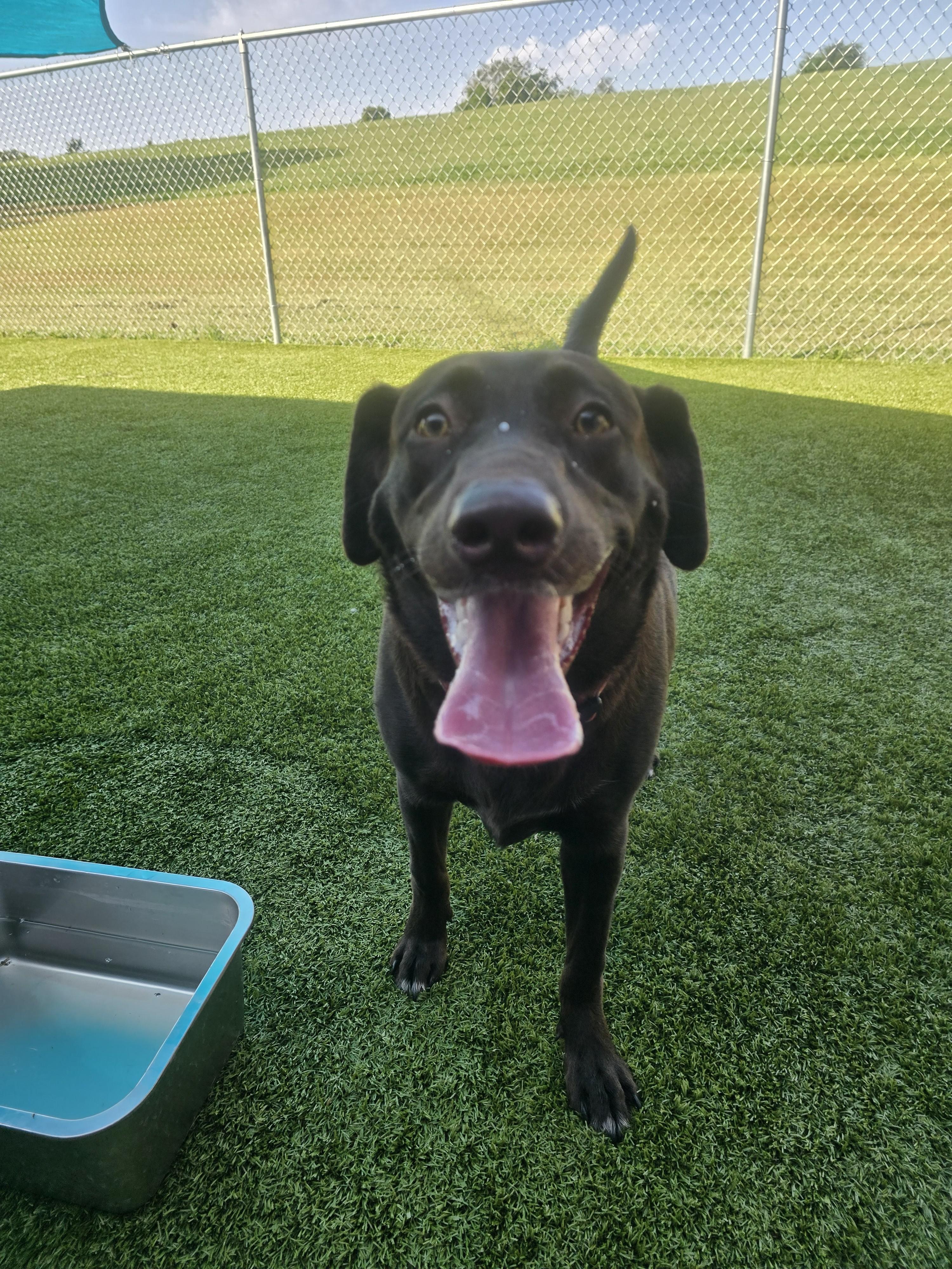 Molly, Adopted, Puppy Female Chocolate Labrador Retriever.