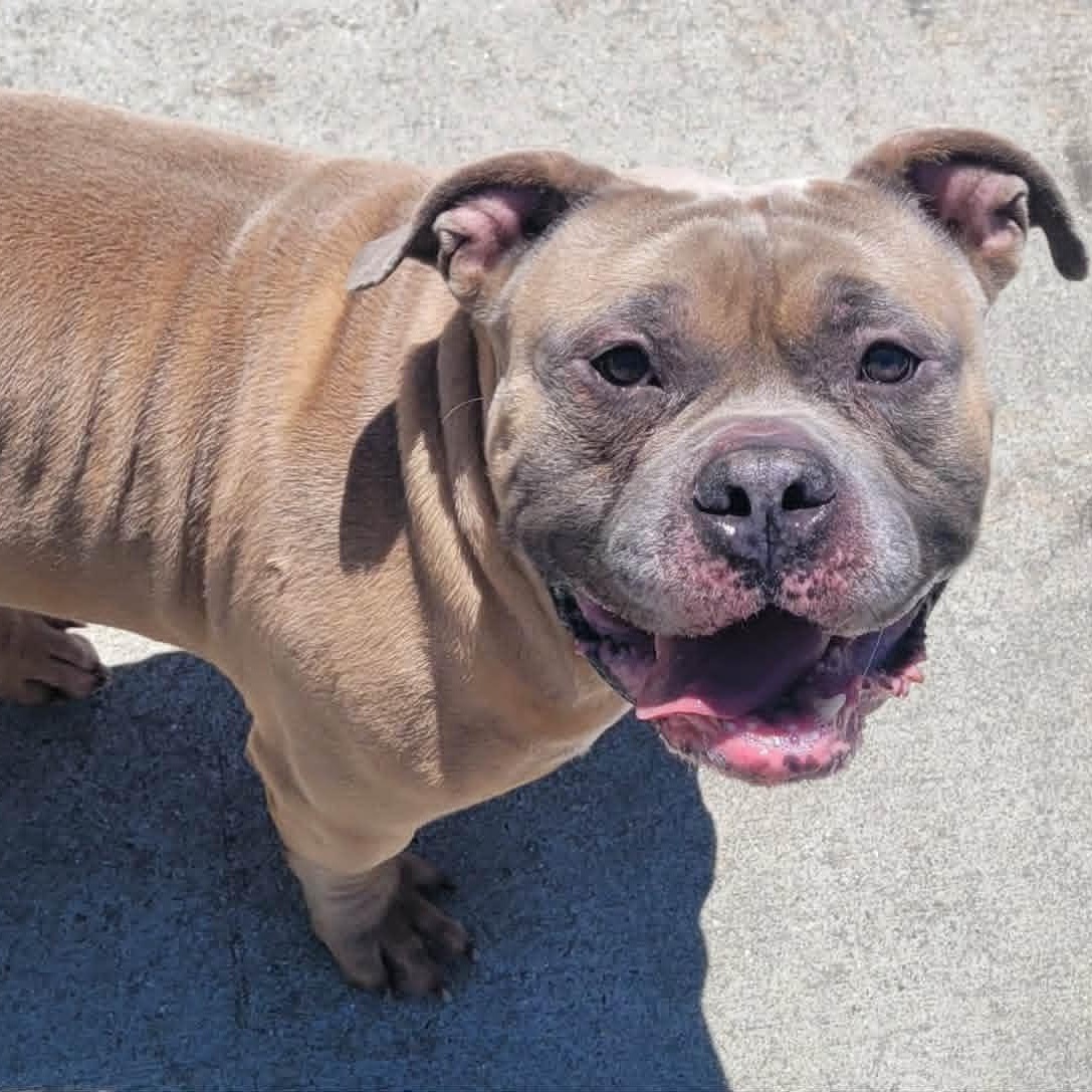 Enlarge Humphrey, Roly Poly Goofball, an adopted mixed breed in Meriden, CT image 2/6