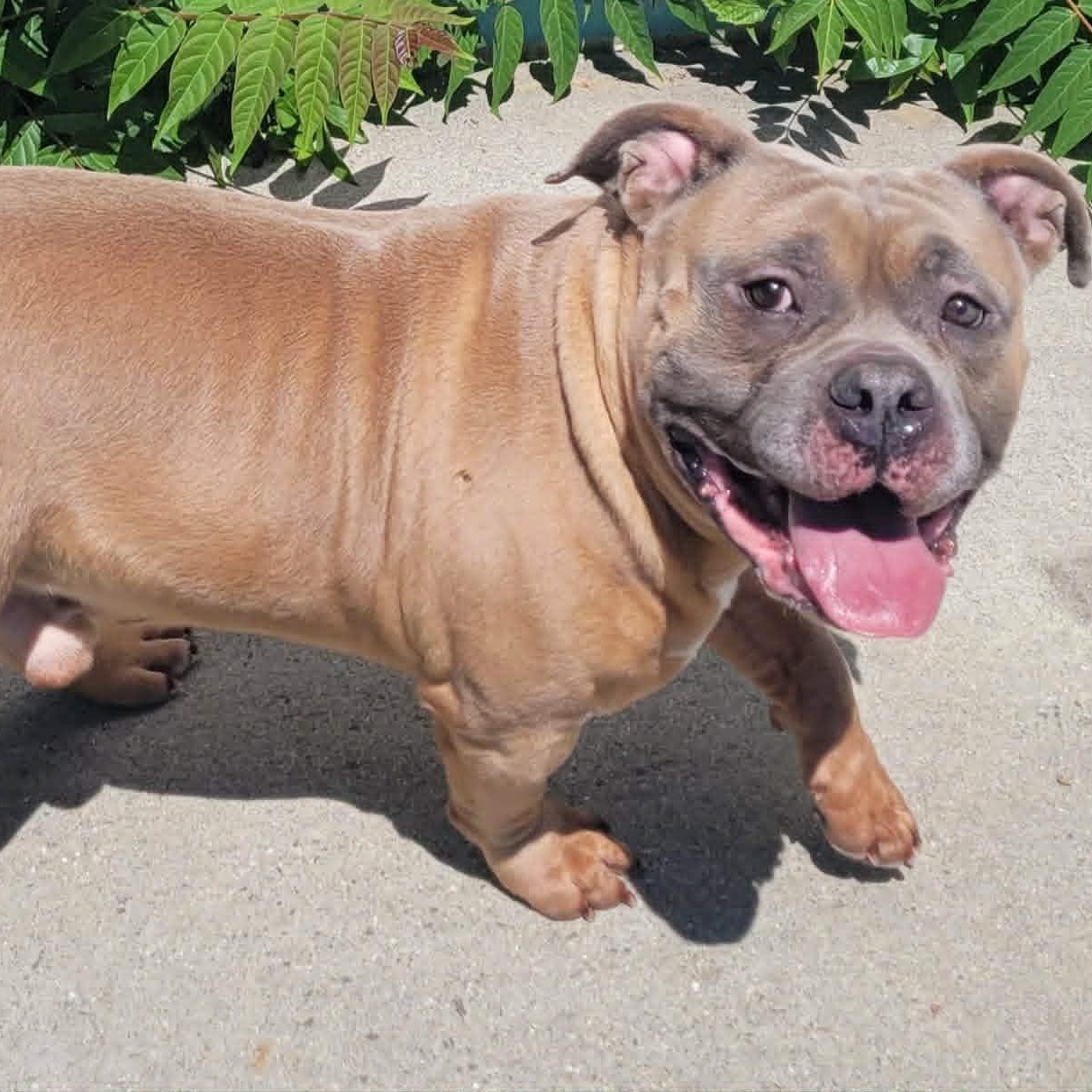 Enlarge Humphrey, Roly Poly Goofball, an adopted mixed breed in Meriden, CT image 4/6