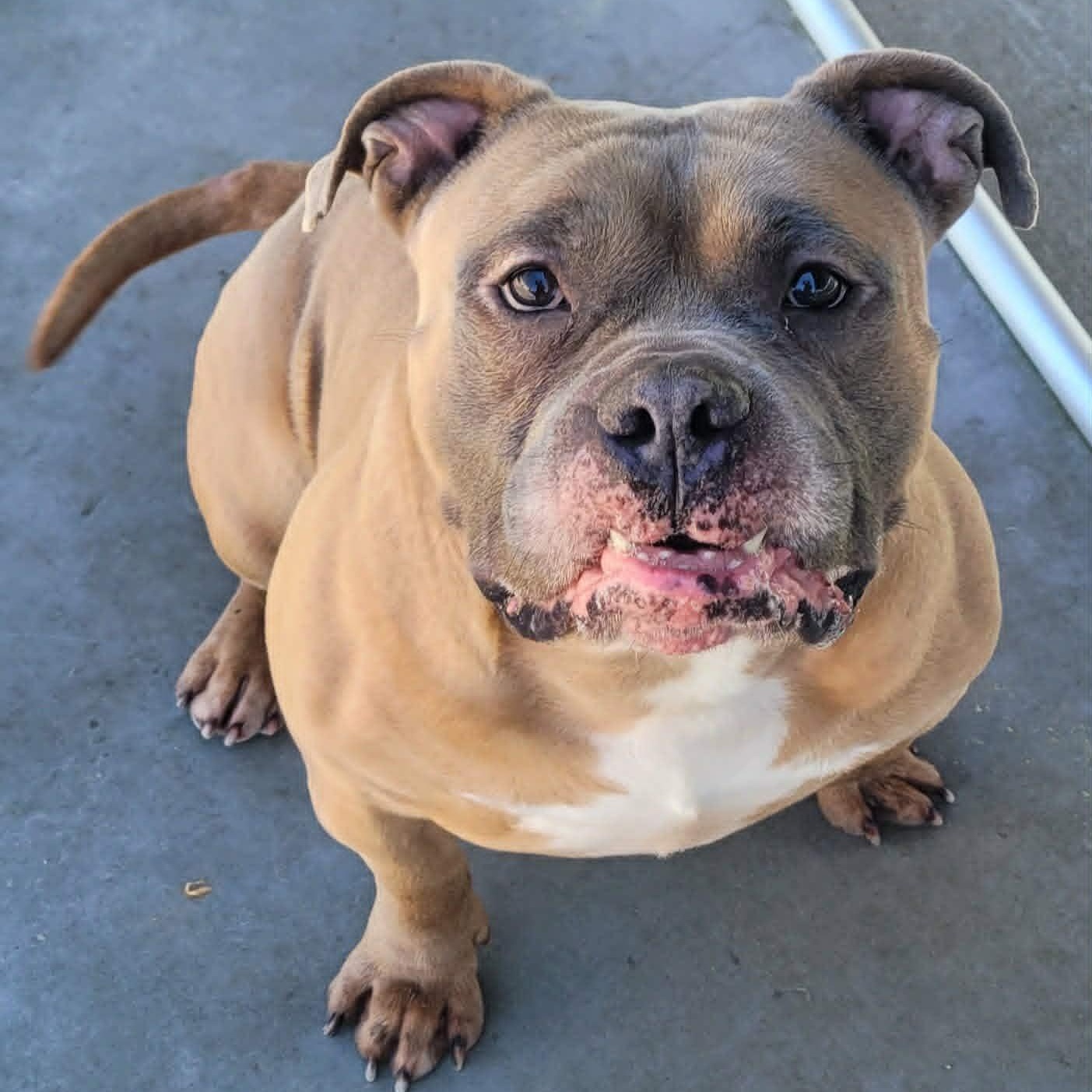 Enlarge Humphrey, Roly Poly Goofball, an adopted mixed breed in Meriden, CT image 3/6