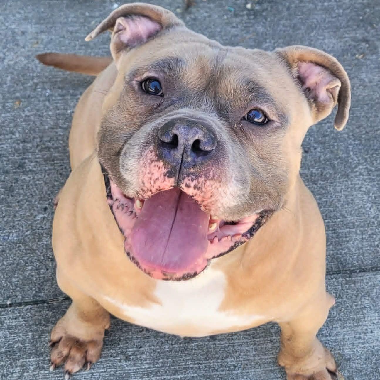 Enlarge Humphrey, Roly Poly Goofball, an adopted mixed breed in Meriden, CT image 5/6