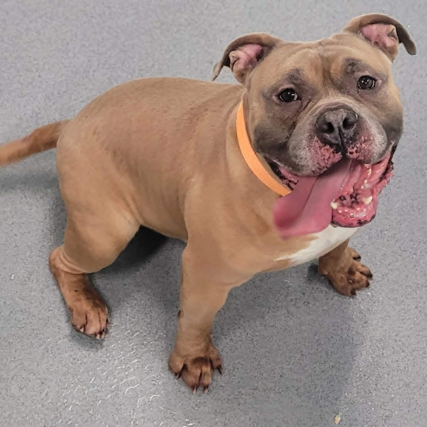 Humphrey, Roly Poly Goofball, adopted, Young Male American Bully & Bulldog.