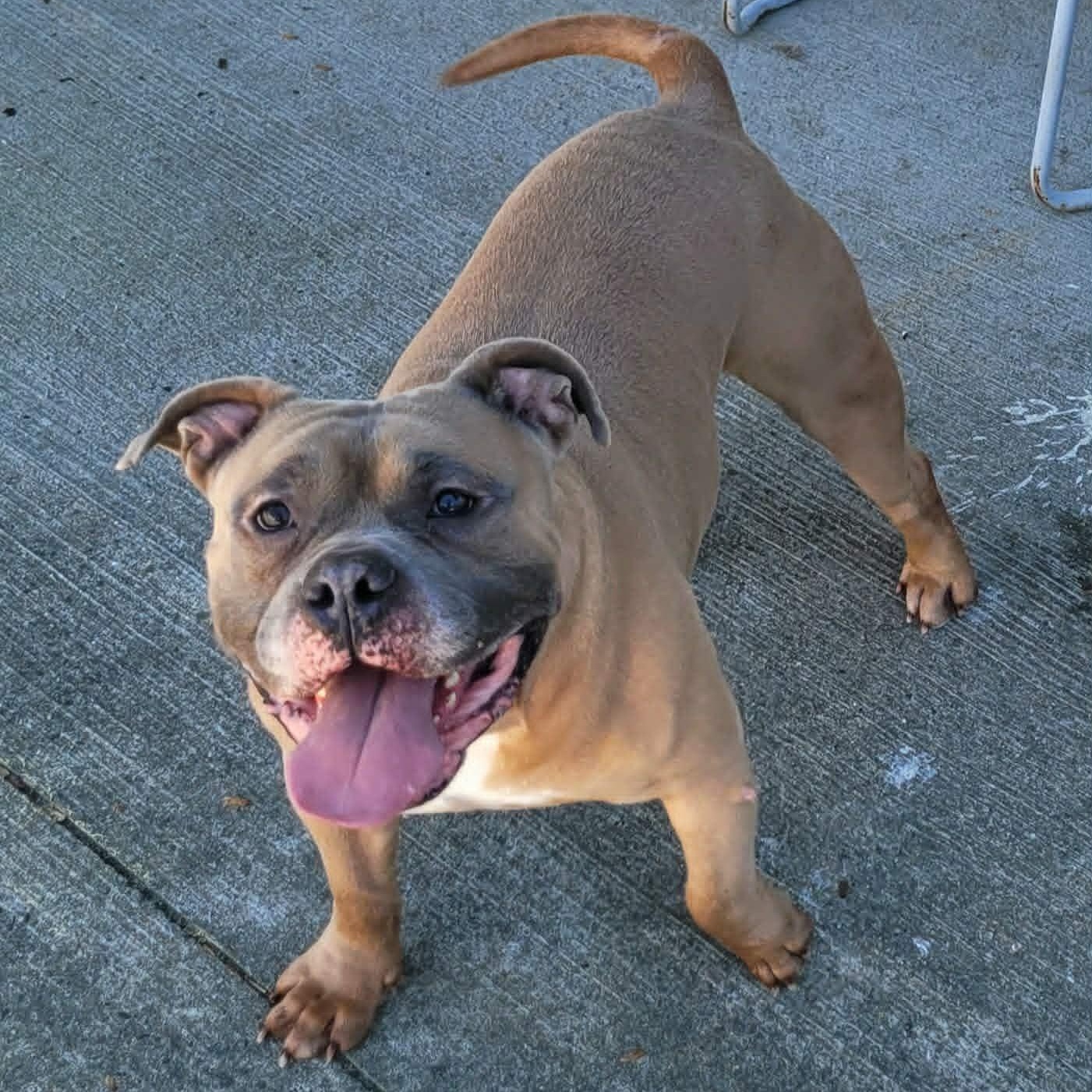 Enlarge Humphrey, Roly Poly Goofball, an adopted mixed breed in Meriden, CT image 6/6
