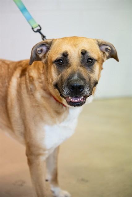 ACE, Adoptable, Adult Male German Shepherd Dog & Great Pyrenees.