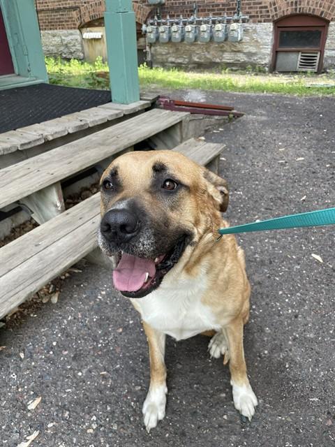 ACE, Adoptable, Adult Male German Shepherd Dog & Great Pyrenees.
