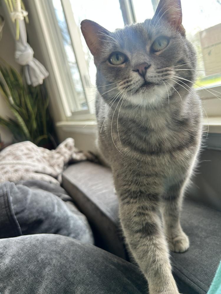 Enlarge Duckie (26-062 C), a Adoptable Domestic Short Hair in Lansing, MI image 1/4